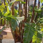 jardin privado 4