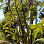 jardin privado 5